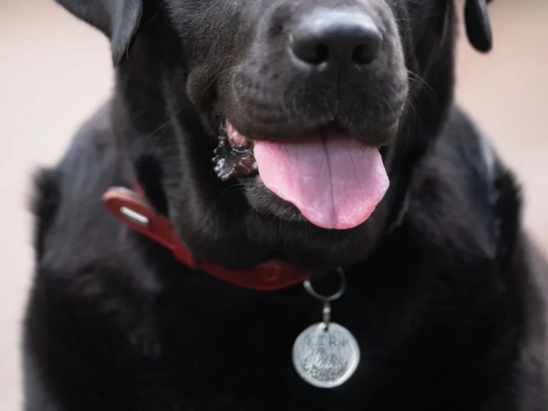 Regali per chi ama il proprio cane (anche quando il cane sei tu)
